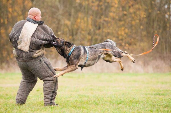 Prank Dog Chase