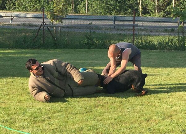 Prank Dog Chase - Image 2